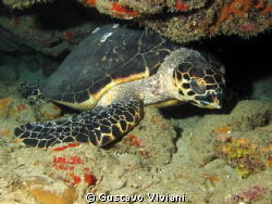 Hawksbill Turtle @ Patillas, PR by Gustavo Viviani 